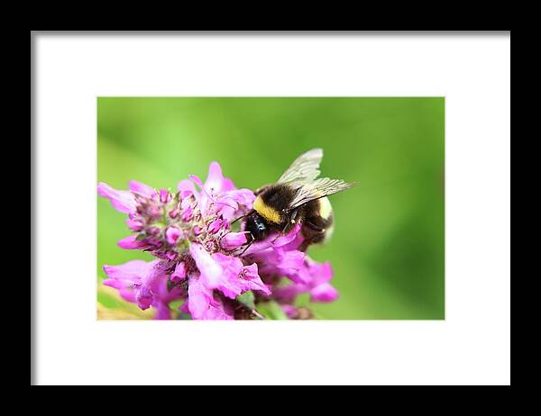 Bombus Hortorum Framed Print featuring the photograph Bombus hortorum, garden bumblebee, pollinating some flower in Slovakia grassland. by Vaclav Sonnek