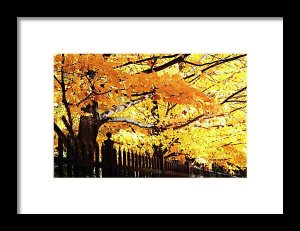 Color Framed Print featuring the photograph Boughs of Gold 3 #1 by Alan Hausenflock