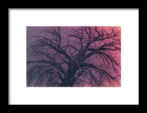 Leafless Framed Print featuring the photograph Branching Out #2 by James BO Insogna