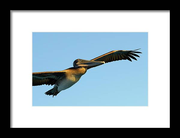 Republic Of Ecuador Framed Print featuring the photograph Brown Pelican, Pelecanus occidentalis, Elizabeth Bay, Isabela Island, Galapagos Islands, Ecuador #1 by Kevin Oke