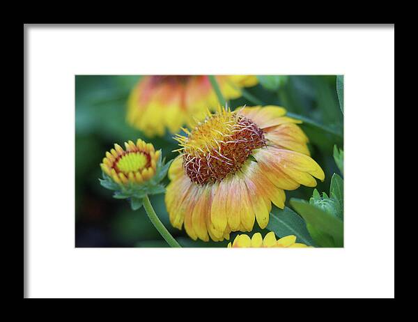 Flower Framed Print featuring the photograph Bud to Bloom #1 by Mary Anne Delgado