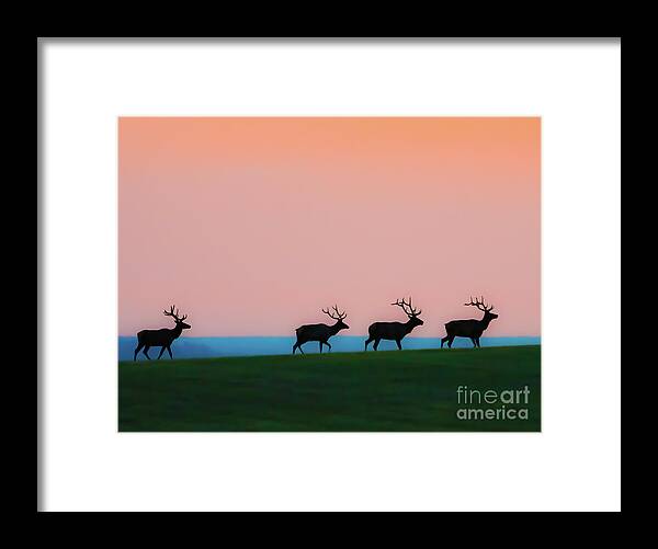 Elk Framed Print featuring the photograph Bull Elk At Dawn #1 by Gary Beeler