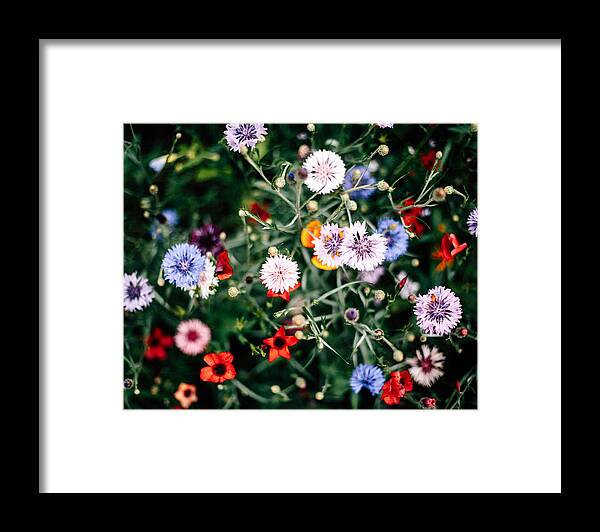 Primula Framed Print featuring the photograph Bunte Blumenwiese #1 by Joern Siegroth