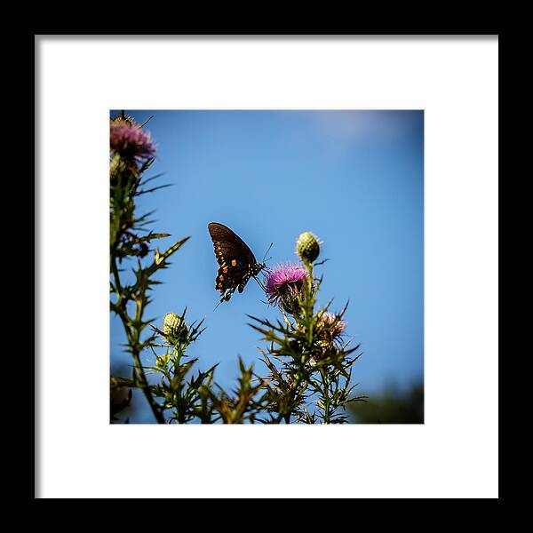 Butterfly Framed Print featuring the photograph Butterfly #1 by David Beechum