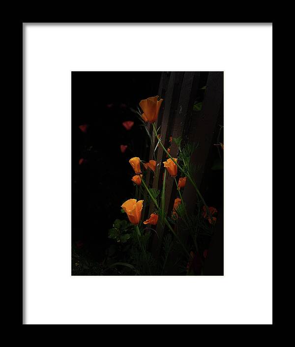 California Poppies Framed Print featuring the photograph California Poppies #1 by Daniele Smith