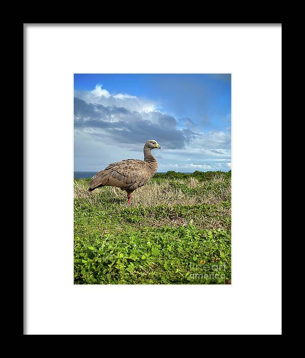 Cape Barren Goose Framed Print featuring the photograph Cape Barren Goose #1 by THP Creative