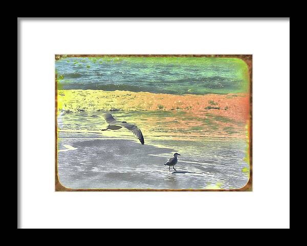 Atlantic Framed Print featuring the photograph Cape May Seagulls #1 by Jamart Photography