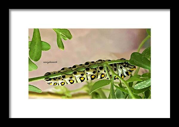 Caterpillar Framed Print featuring the photograph Caterpillar Feetsies #1 by Nancy Denmark