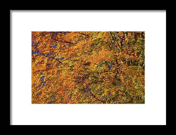 Tree Framed Print featuring the painting Changing Leaves #1 by Russ Harris