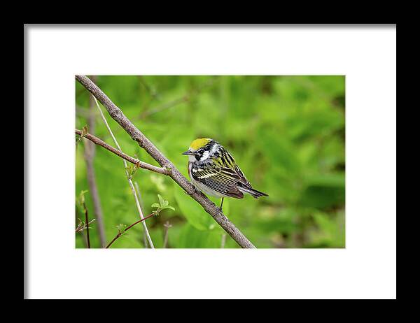 Aves Framed Print featuring the photograph Chestnut-sided warbler #1 by SAURAVphoto Online Store