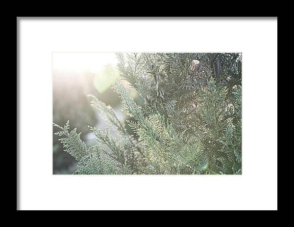 Minimalist Framed Print featuring the photograph Christmas Tree #1 by Andrea Anderegg