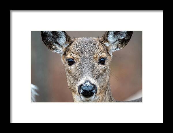 Whitetail Deer Framed Print featuring the photograph Close up of whitetail doe by Dan Friend