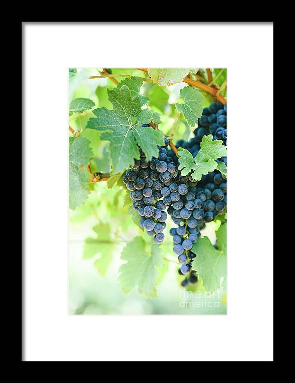 Grape Framed Print featuring the photograph Closeup of fresh purple grape on branch in vineyard. by Jelena Jovanovic