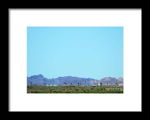 Challenge Of Gobi Desert Framed Print featuring the photograph Colors of Countryside by Elbegzaya Lkhagvasuren