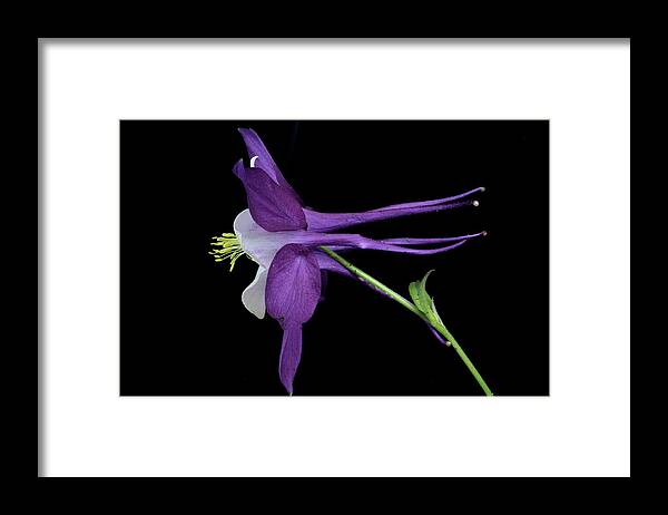 Floral Framed Print featuring the photograph Columbine 781 #1 by Julie Powell