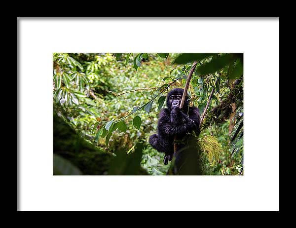 Gorillas Framed Print featuring the photograph Contemplation by Kush Patel