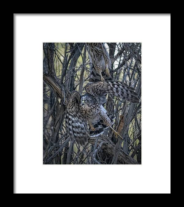 Raptor Framed Print featuring the photograph Coopers Hawk in flight #1 by Rick Mosher