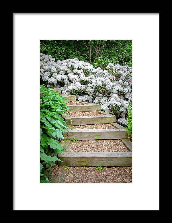 Rhododendron Framed Print featuring the photograph Cornell Botanic Gardens #7 by Mindy Musick King