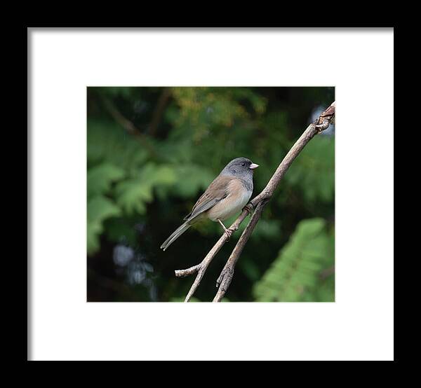 Junco Framed Print featuring the photograph Dark-Eyed Junco #1 by Dart Humeston
