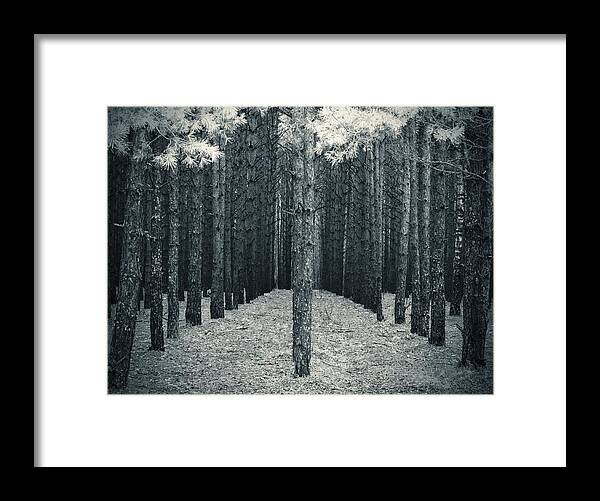 Forest Framed Print featuring the photograph Dark Shines by Andrii Maykovskyi