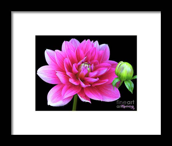 Nature Framed Print featuring the photograph Delicate Dahlia #1 by Mariarosa Rockefeller