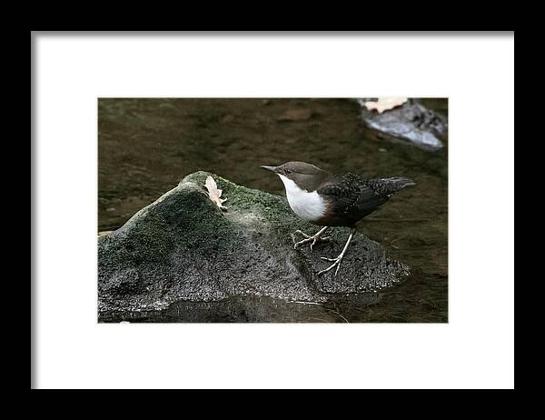 Flyladyphotographybywendycooper Framed Print featuring the photograph Dipper #1 by Wendy Cooper