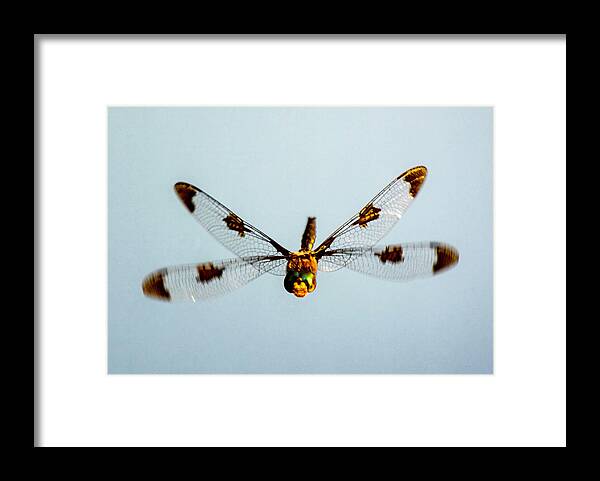 Bug Framed Print featuring the photograph Dragonfly in Flight - Eaton Rapids, Michigan USA - #2 by Edward Shotwell