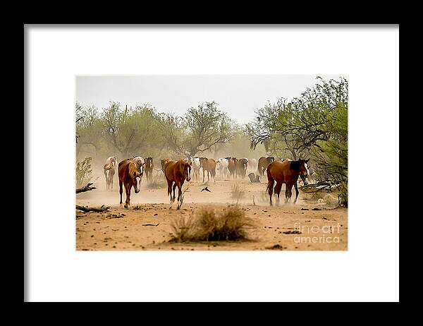 Salt River Wild Horses Framed Print featuring the digital art Dust Storm Rollin In #2 by Tammy Keyes