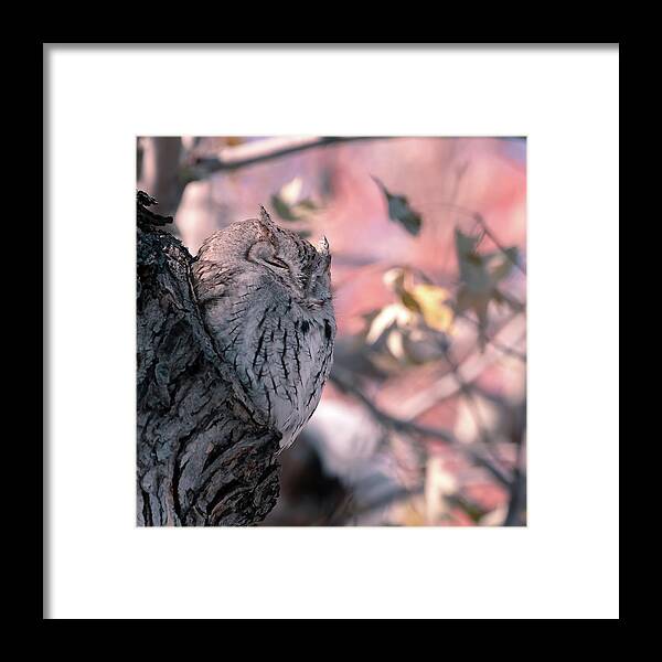 Owl Framed Print featuring the photograph Eastern Screech Owl in Fall #1 #1 by Mindy Musick King