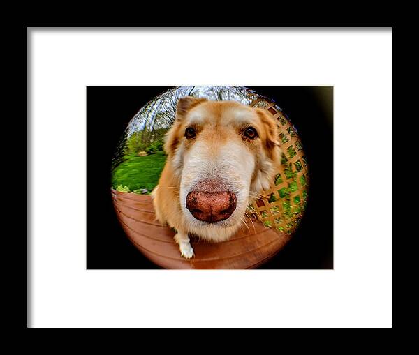  Framed Print featuring the photograph Extreme Closeup by Brad Nellis