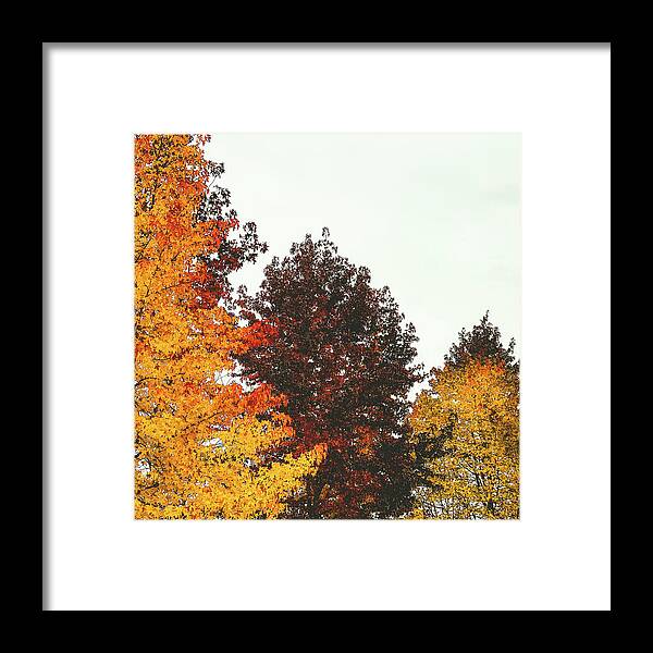 Trees Framed Print featuring the photograph Fall by Anamar Pictures