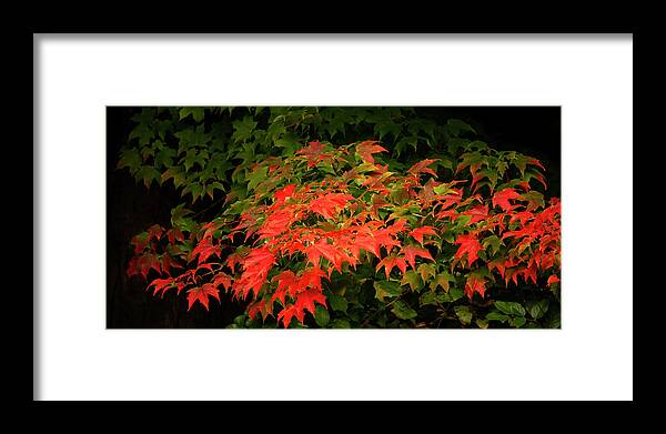 Red Leaves Framed Print featuring the photograph Fall Leaves #1 by Cheryl Day