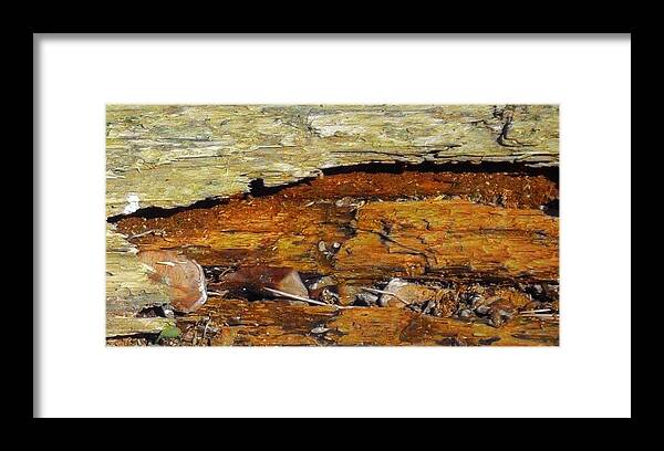 Tree Framed Print featuring the mixed media Fallen Tree by Christopher Reed