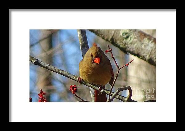 Birds Framed Print featuring the photograph Female Cardinal #1 by Eunice Warfel