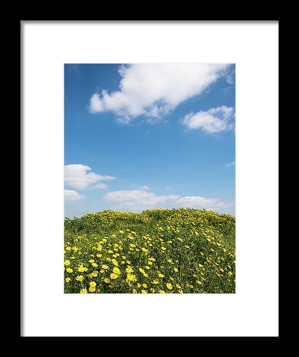Flowers Framed Print featuring the photograph Field with yellow marguerite daisy blooming flowers against and blue cloudy sky. Spring landscape nature background by Michalakis Ppalis