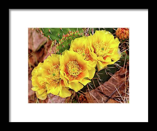 Cactus Framed Print featuring the photograph Five Cactus Blossoms #1 by Bob Falcone