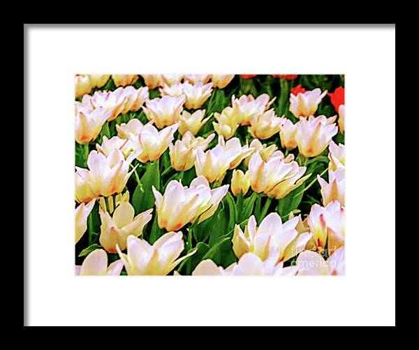 Flower Framed Print featuring the photograph Flower Collection #1 by Yvonne Padmos