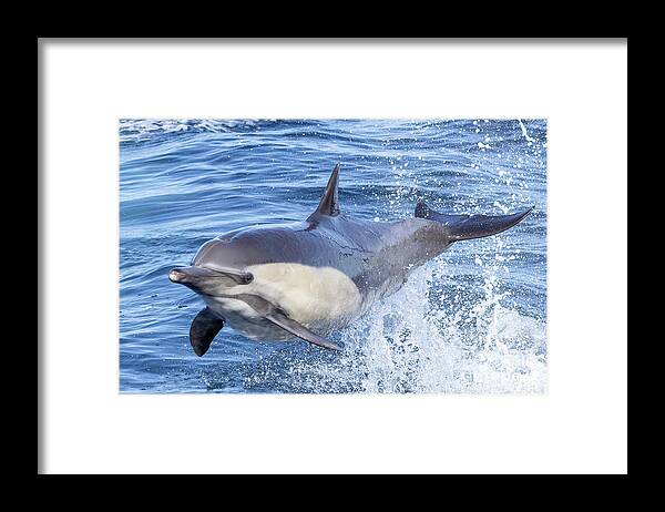 Danawharf Framed Print featuring the photograph Flying Dolphin #3 by Loriannah Hespe