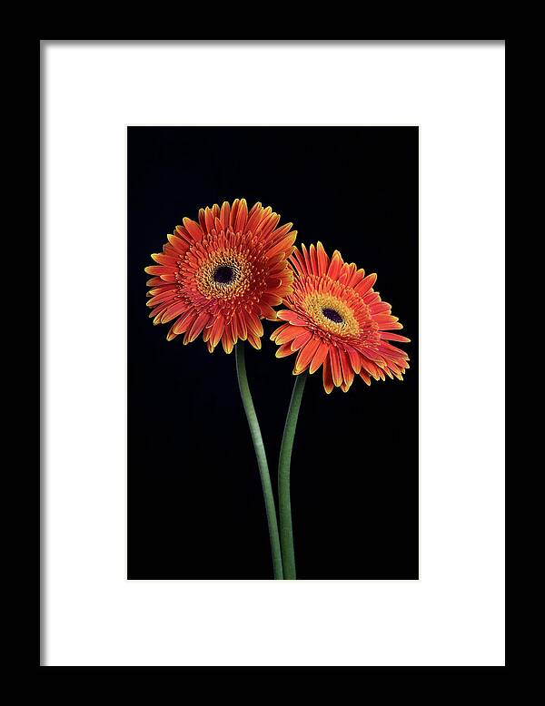 Daisies Framed Print featuring the photograph Fresh Daisy flower isolated on black background by Michalakis Ppalis
