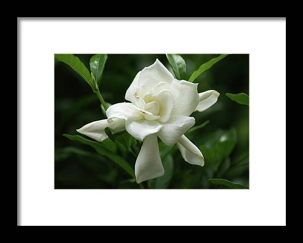  Framed Print featuring the photograph Gardenia by Heather E Harman