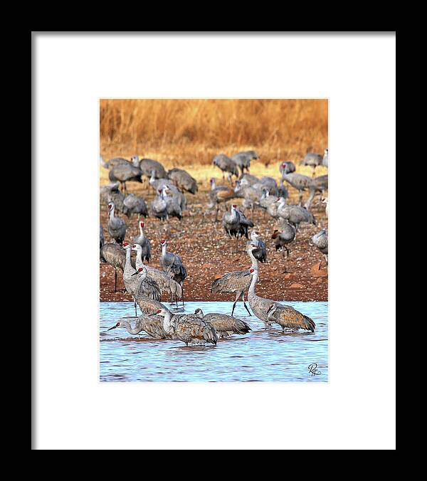 Birds Framed Print featuring the photograph Getting Their Attention #1 by Robert Harris