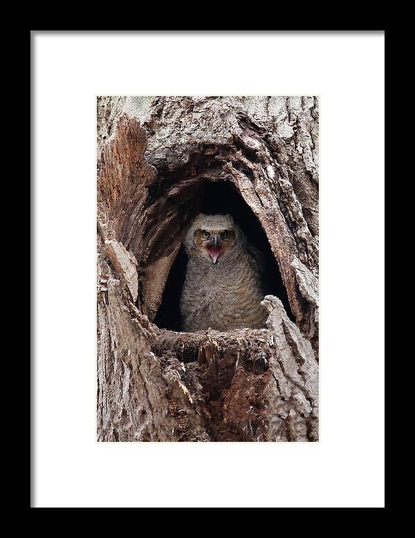 Great Horned Owlet Framed Print featuring the photograph Great Horned Owlet #1 by Brook Burling