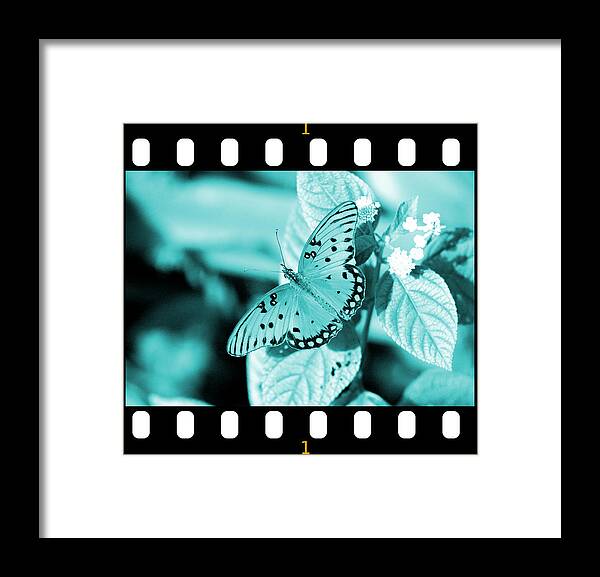 Gulf Framed Print featuring the photograph Gulf Fritillary Butterfly Cyan Filmstrip 1 by David Weeks