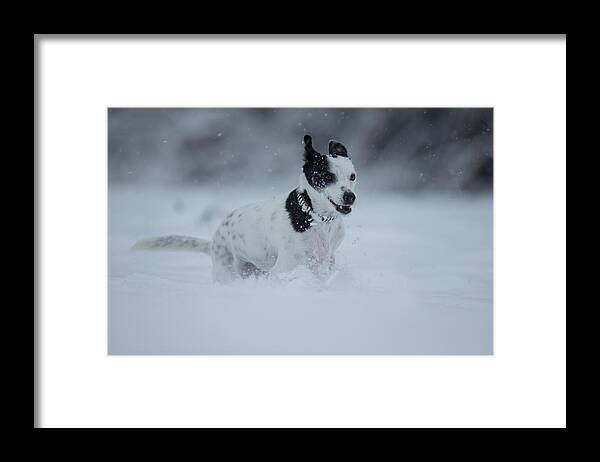 Pets Framed Print featuring the photograph Happy crossbreed dog running in snow, Switzerland #1 by Brigitte Blättler