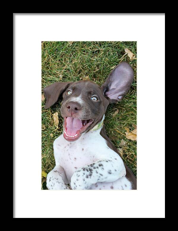 Gsp Framed Print featuring the photograph Happy Pup #1 by Brook Burling