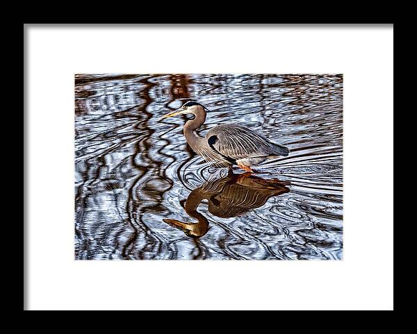 Birds Framed Print featuring the photograph Heron and his doppelganger #1 by Paul Ross