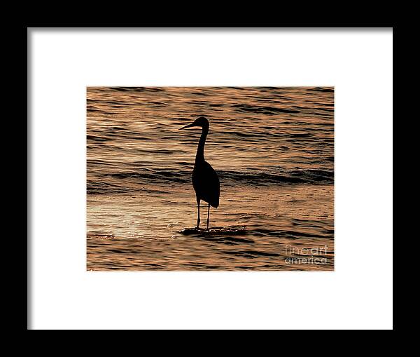 Heron Framed Print featuring the photograph Heron Silhouette #1 by Beth Myer Photography