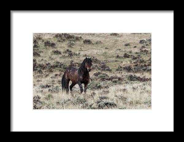Wild Framed Print featuring the photograph Hickory #1 by Ronnie And Frances Howard