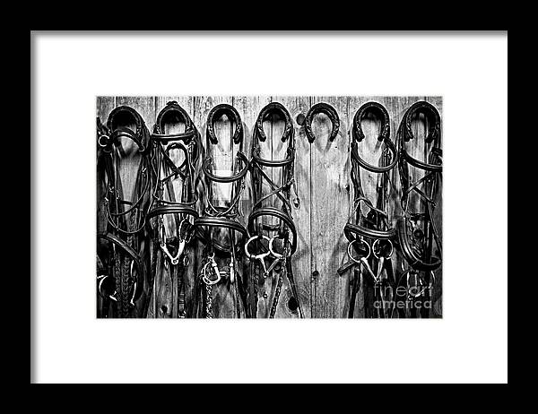 Bridles Framed Print featuring the photograph Gone riding by Elena Elisseeva