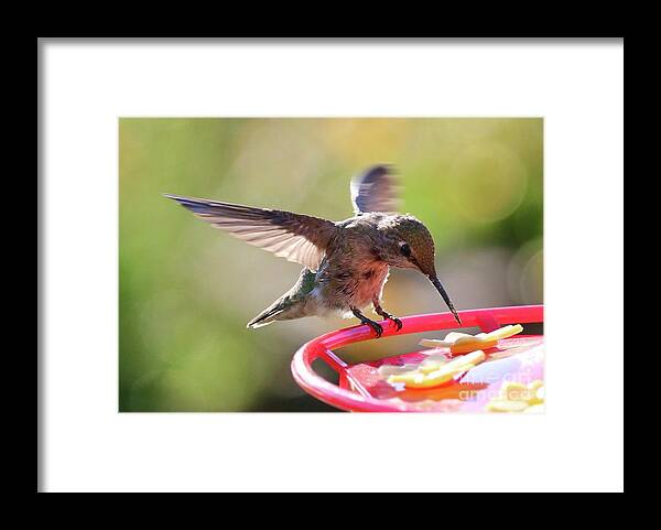 Hummingbird Framed Print featuring the photograph Hummingbird Landing #2 by Carol Groenen